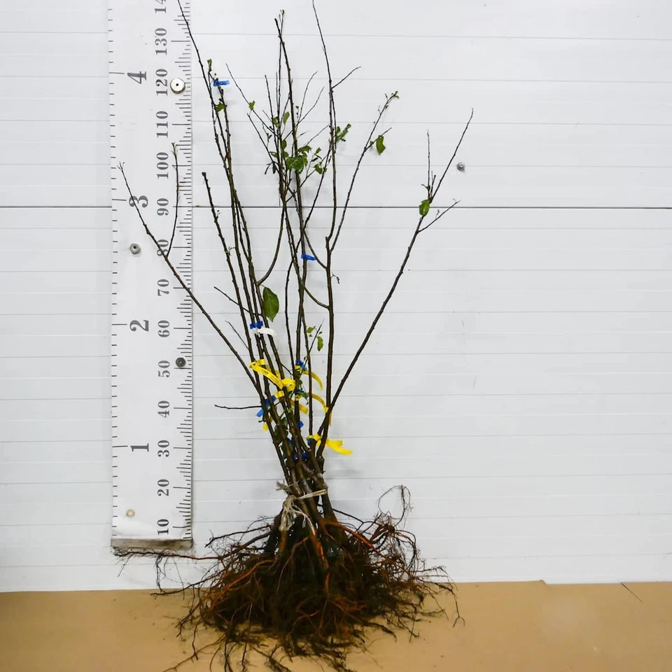 Japanischer Pflaumenbaum Kometa - Winterharte Obstbaum Pflanze 80/140 cm Pflaume - Bild 4 von 4