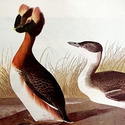 Horned Grebe Bird 1950 Lithograph Art Print Audubon Nature First Edition DWU14A