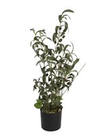 Artplants Plastik Olivenstrauch Leandru Mit FrüChten, GrüN, 70Cm