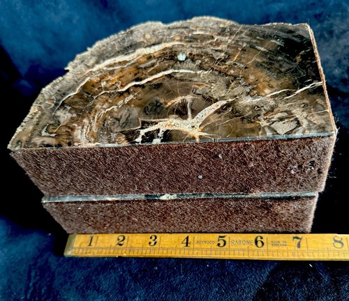 Ancient Petrified Wood Polished Bookends Variegated Brown Felted - Picture 6 of 8