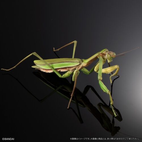 The Diversity of Life on Earth Mantis & Grasshopper w/ Wings & Stand Bandai - Picture 15 of 18