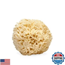 LATHER - Natural Sea Wool Sponge, 4-5" - Organic Exfoliating Body Scrubber - 