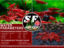 SFAquatic 10 1 BLOODY MARY Premium Grade Neocaridina Shrimps. Live Arrival.