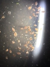 Live Daphnia LOCAL PICKUP ONLY 21076 MD Magna 100 Starter Culture Kit