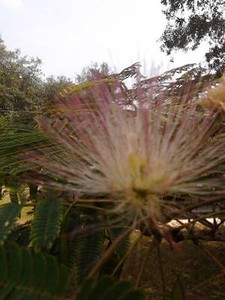mimosa seeds