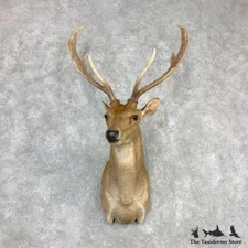 #21989 E+ | Rusa Deer Shoulder Taxidermy Mount