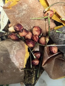 Cherry Pits