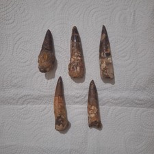 5 Spinosaurus Teeth Fossils Original Moroccan Finds Perfect for Collectors & Gif