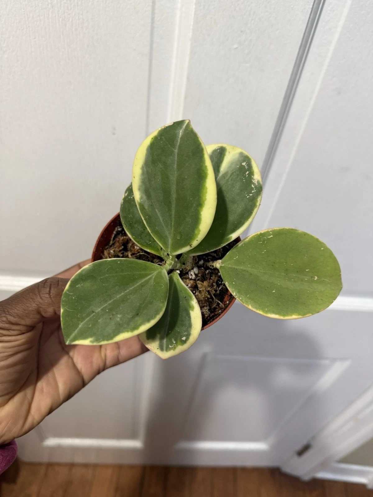 Hoya Pachyclada - Thumbnail 2