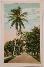 Auto Drive Palm Beach Florida Postcard
