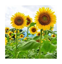 Mammoth Sunflower Seeds for Planting - Grow Giant Sun Flowers in Your Garden ...