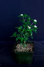 Chinese Serissa 'Snow Rose'  Pre-Bonsai Tree - 4 Inch - Flowering for Beginners