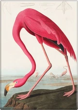 Magnet - Audubon Pink Flamingo Birds of America 1827 Havell Art Gift 3.5"