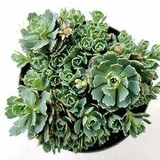 Sedum Pachyclaudos “White Diamond” Succulent Plant
