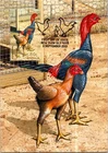 (2685) 21-5-2026 - Australia full set of 3 maxicard - Poultry (2013)