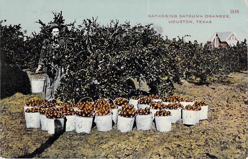Gathering Satsuma Oranges, Houston, Texas