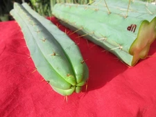 Bridgesii " Tig "  TP " Yowie "   AUSTRALIA. 9 " x 3