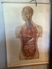 47" Anatomical Head & Torso Poster Deutsches Hygiene Museum Dresden Germany 2008