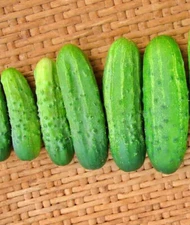 Addis Cucumber Seeds - 30 Seeds