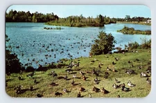 Postcard Michigan Alpena MI Wildfowl Sanctuary 1960s Unposted Chrome