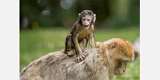 Digital Image Picture Photo Pic Wallpaper Background Monkeys Grass Family Baby