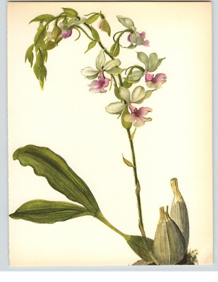 1972 Color Book Plate Framable Orchid Images Calanthe vestita Violet color
