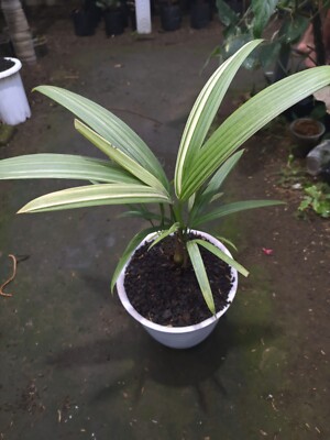Palm Cyrtostachys Renda Lipstick Palm Variegated Real Picture