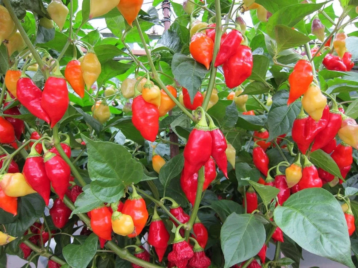200 SANTA Fe GRANDE PEPPER Guero Chili Hot Capsicum Annuum