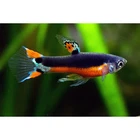 Poecilia wingei x reticulata "Santa Maria" Endler Guppy Live Guarantee Pair Trio