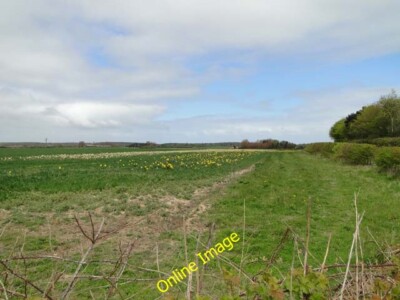 Foto 6x4 Narzissenfelder bei Bodham West Beckham c2014