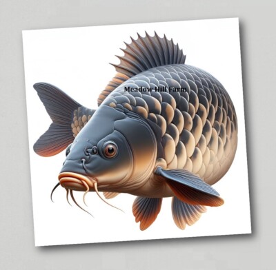 Fridge Magnet Common / Mirror Carp Freshwater Fish Coarse Fishing XL Size (7)