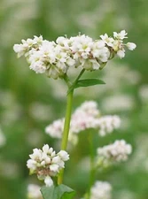 200 Organic BUCKWHEAT Fagopyrum Esculentum Grain Cover Crop Ground Cover Flower