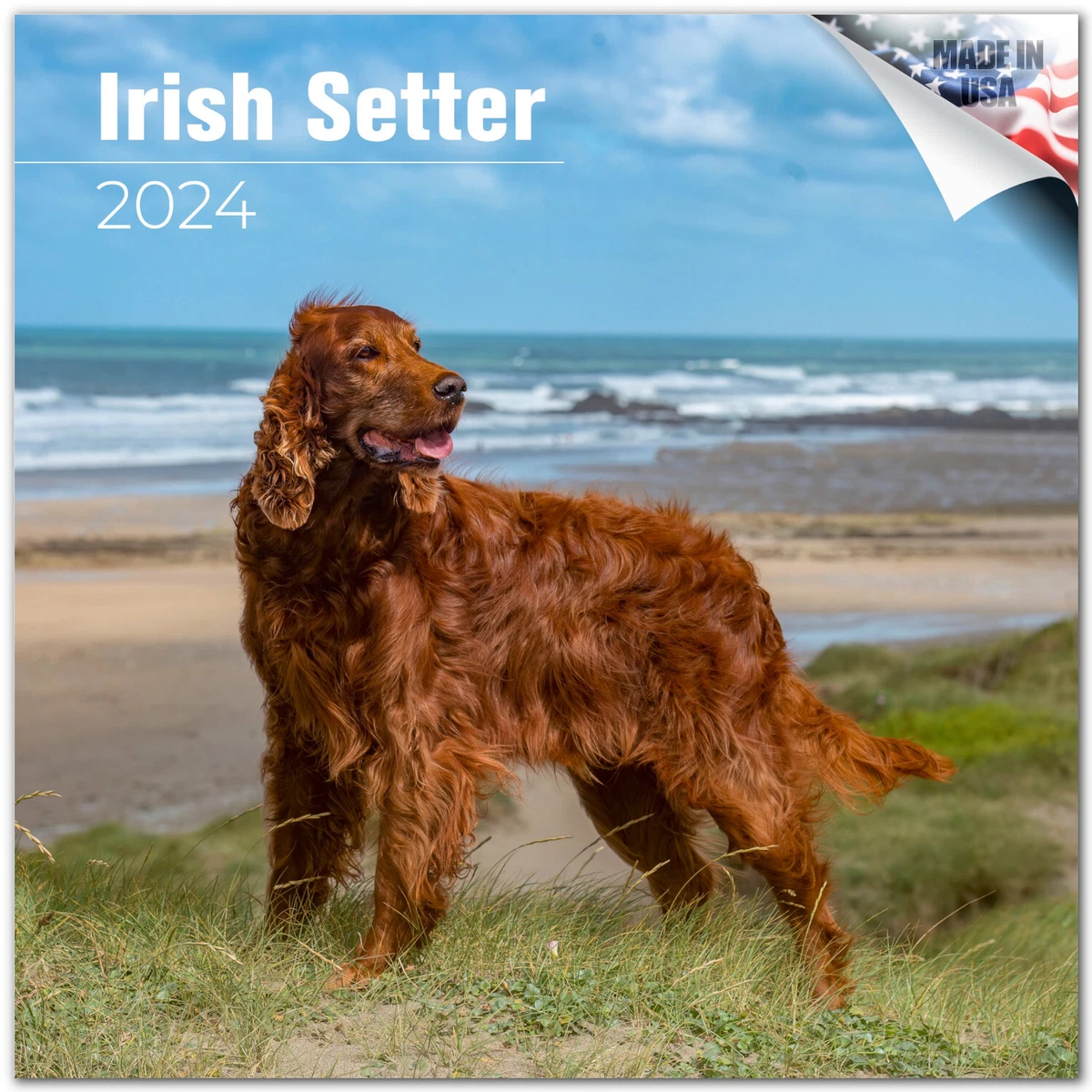 Irish setter size 2025