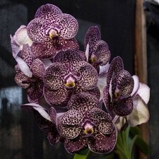 Orchid - V. Kulvaded Fragrant Black (Live Plant)