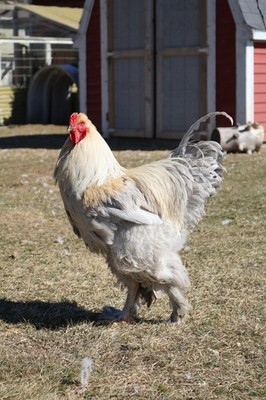12+ Isabel Large Breed Brahma Fertile Chicken Hatching Eggs * NOT LIVE ANIMAL *