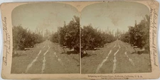 Underwood, Stereo, USA, Cal.Redlands, irrigating an orange grove Vintage stereo 
