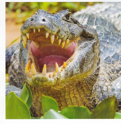 Ein Krokodil - Tierische Grußkarte. Eine 3D Rose (USA) Karte