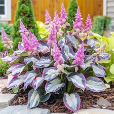 200 Mixed Rare Hosta Seeds for Planting-Attract Pollinators Perennial Garden De