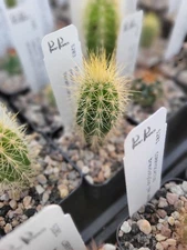 Pilosocereus robinii (with locality) (see description) (cactus - succulent - ...