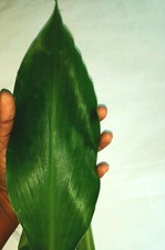 30g Dried Thebu Leaf Costus Speciosus DIABETIC Insulin CANEREED LEAVES TEA