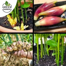 6 Fresh Organic Myoga Ginger Rhizomes – High-Quality Roots for Planting