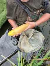 koi carp pond albino grass