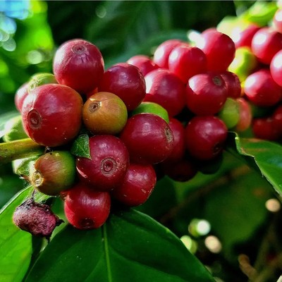 120+ Kawisari Arabica Coffee Seedss (Coffea sp.) Coffee Bean