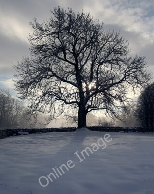 Foto 6x4 Winter Ash Barnard Castle von fast einem Dutzend Eschen auf der PR C2010