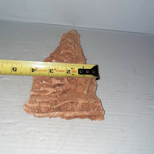 Fósil crinoide de actinocrinitas  - Imagen 11 de 12