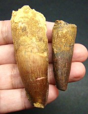 SPINOSAURUS DINOSAUR TEETH - REAL FOSSILS - 2.35” & 1.59” - DINOSAURS SPECIMEN