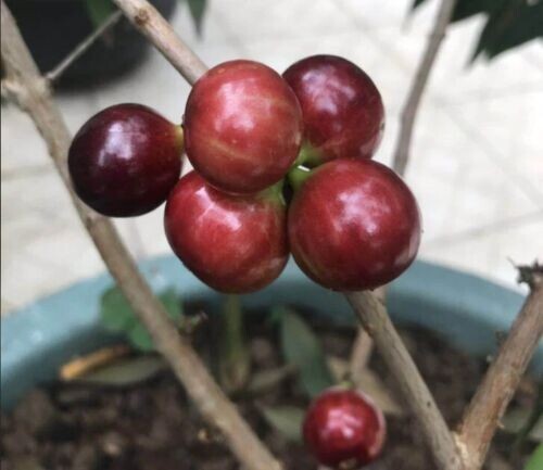 Plinia cauliflora "Acu Paulista of Otto Anderson" - 1+ YRS OLD
