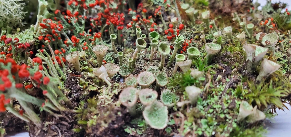 Surtido de líquenes vivos para terrario, mossario, jardín de hadas se envía gratis Foto 2 de 4