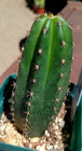 Echinopsis 'CC Scop-x-Oheim'  FAT Rooted Premium Hybrid Yearling Cactus — photo 2
