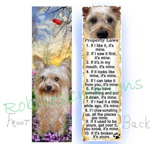 morkie yorkie chihuahua poodle